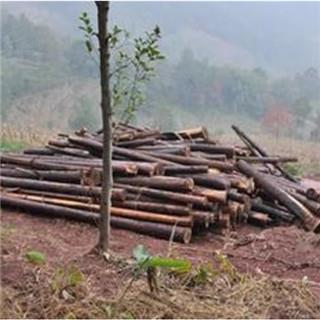 wood branch