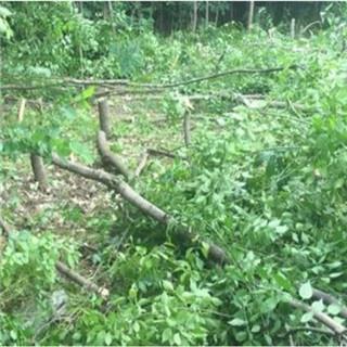 tree branch